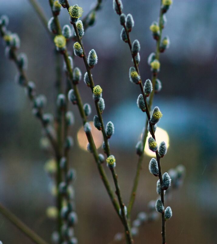 Верба фото превью