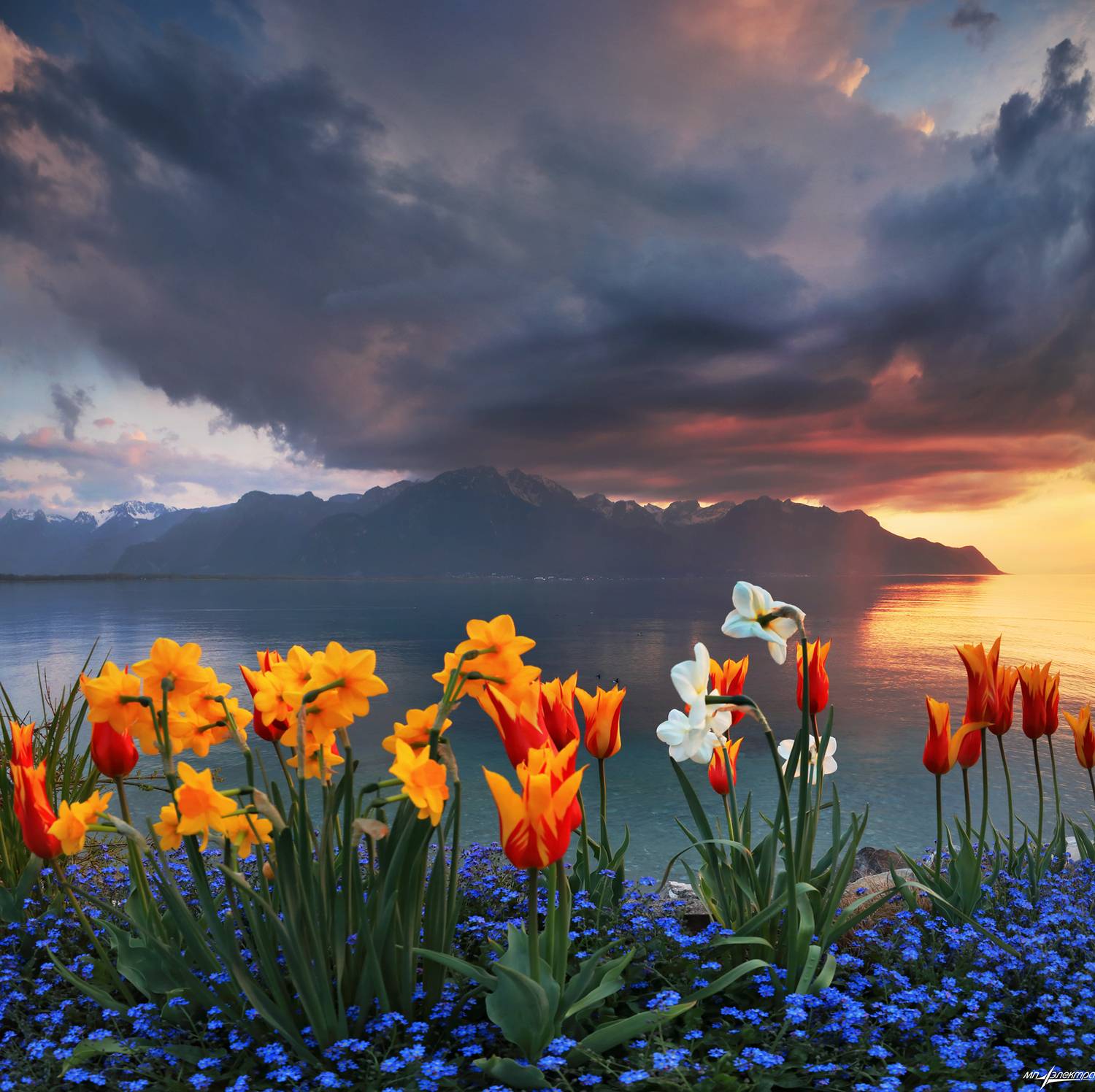 swiss, Матвеев Николай