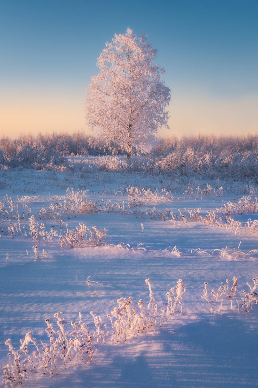 зима, мороз, снег, иней, деревья, закат, Леонтьев Константин