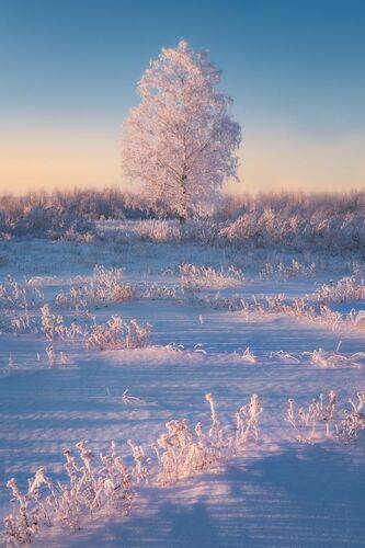 Зима бывает нежной.../ Winter softness...