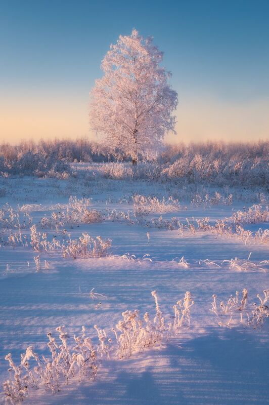 зима, мороз, снег, иней, деревья, закат Зима бывает нежной.../ Winter softness... фото превью