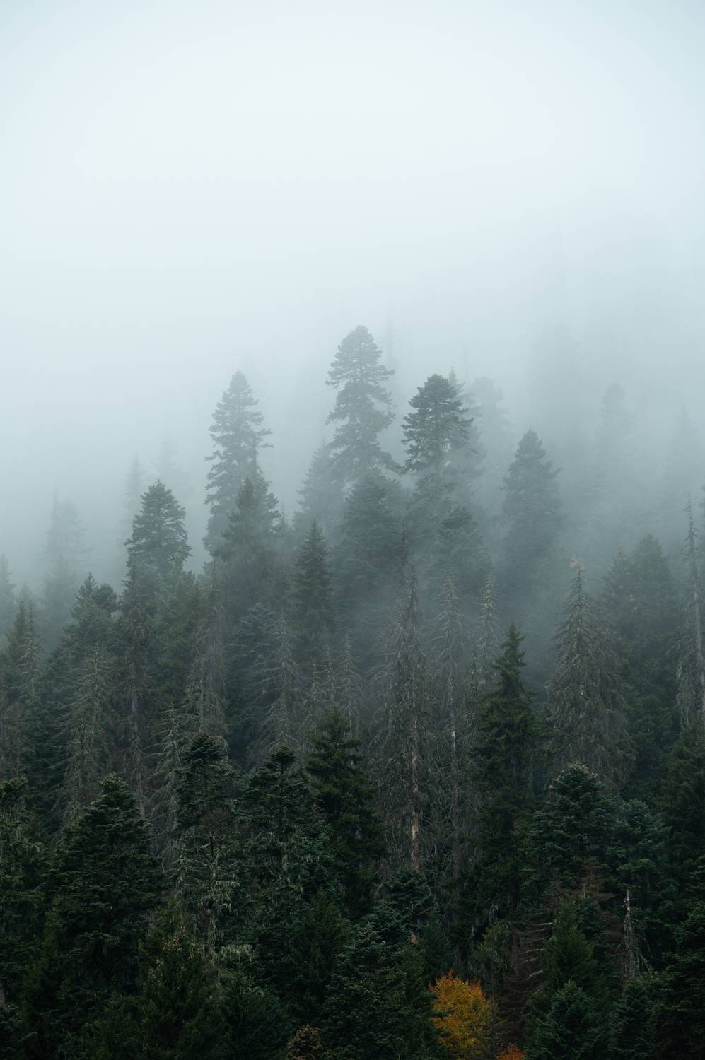 , Перевозчиков Андрей