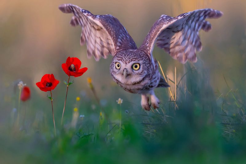 Spring 