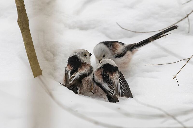 синицы, ополовники, весна, парк На троих фото превью