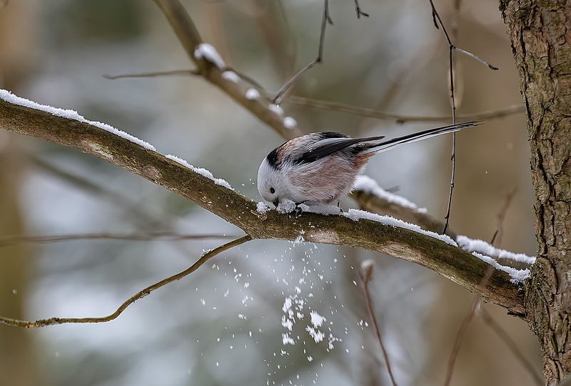 длиннохвостая синица, дерево, лес Жизнь на деревьях фото превью