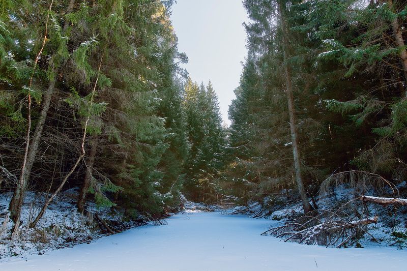 лес, зима, снег В зимнем лесу фото превью