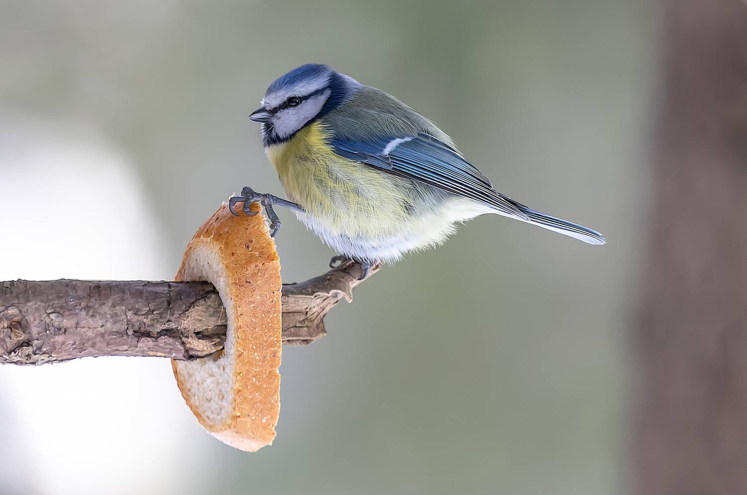 синица, хлеб, лес, весна, лазоревка, Широких Александр