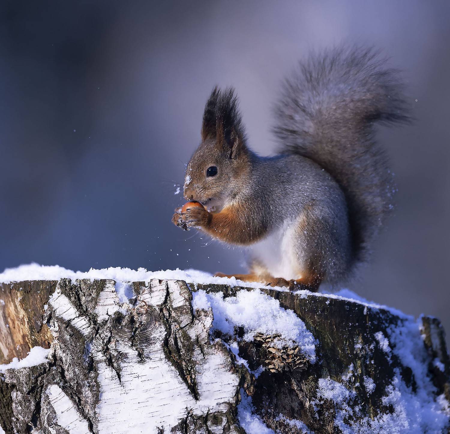 белка, орех, снег ,пенёк, лес,squirrel, nut, forest, nature, Стукалова Юлия