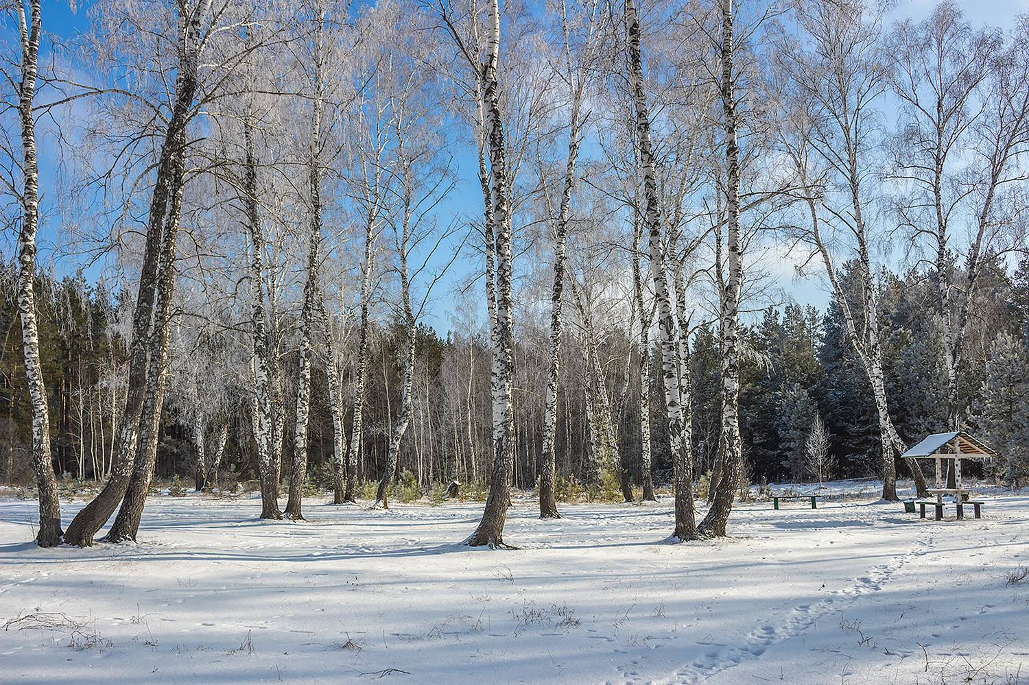 лес, деревья, зима, иней, природа, Востриков Руслан