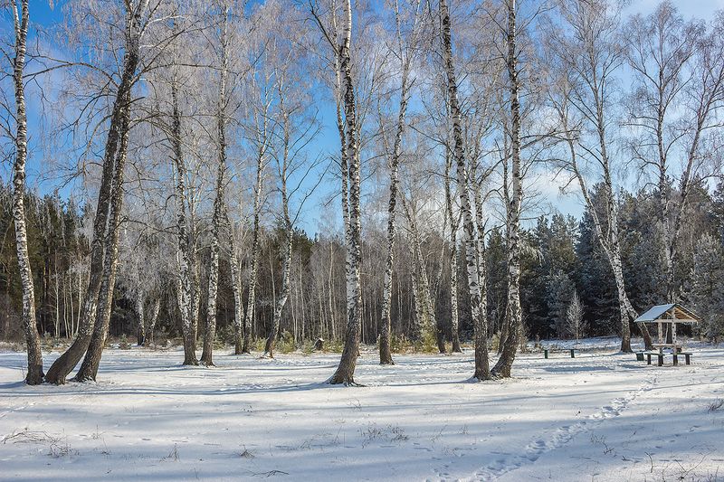 лес, деревья, зима, иней, природа  фото превью