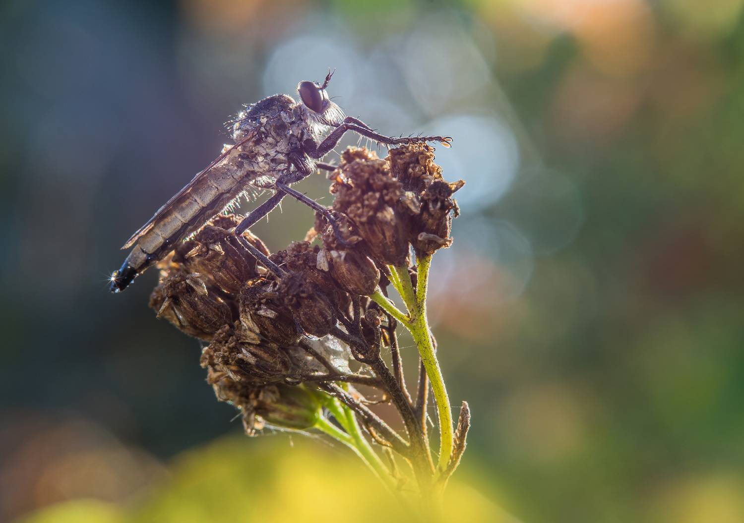 , Чепленко Алексей