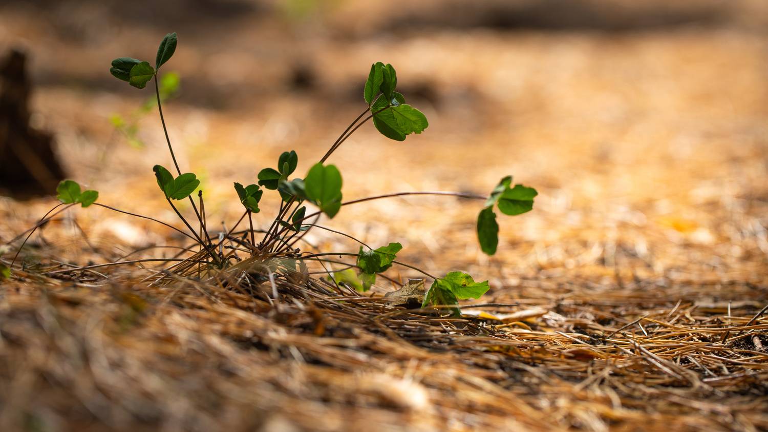 , Бравичева Анастасия