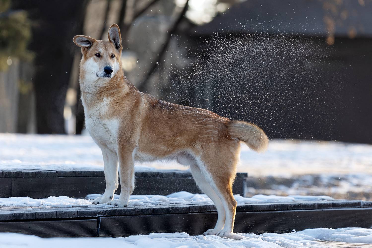 , Елена Самусенкова
