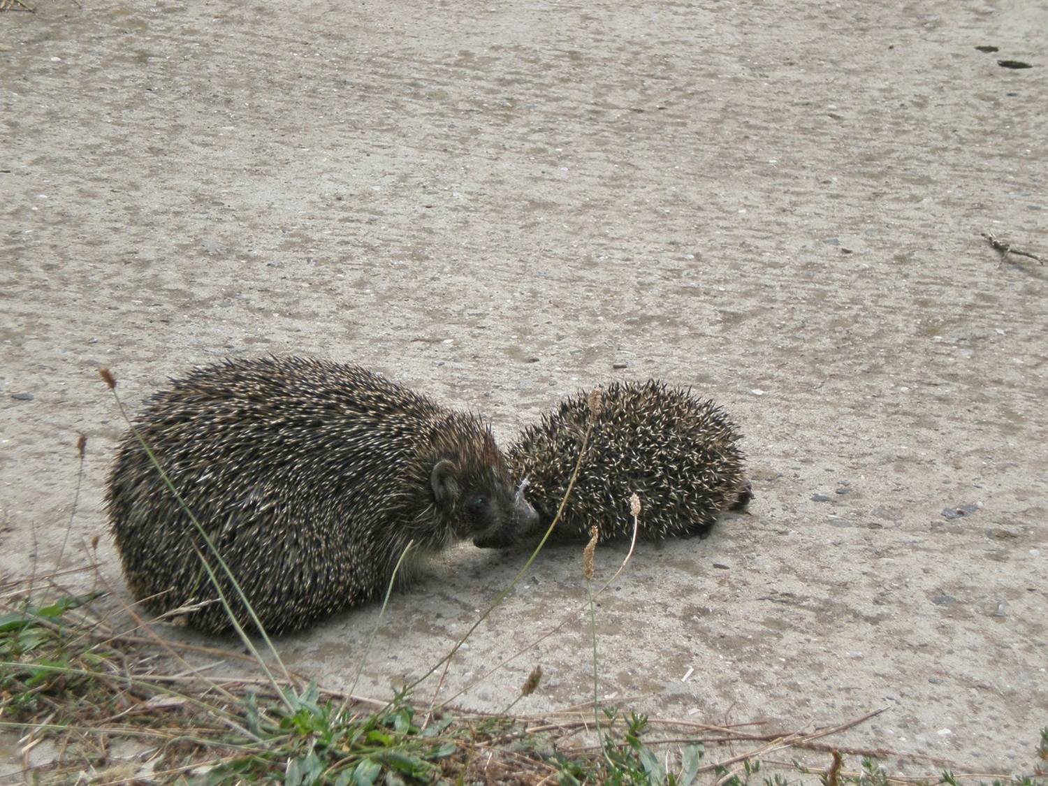 , Савоцкий Роман