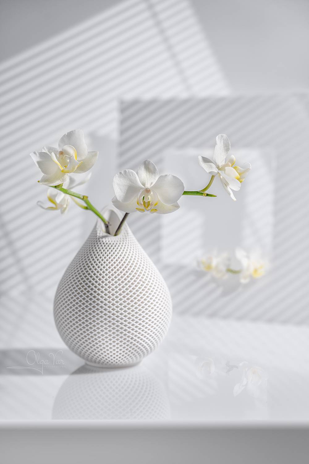 орхидея, белый цвет, цветы, Ольга Яр