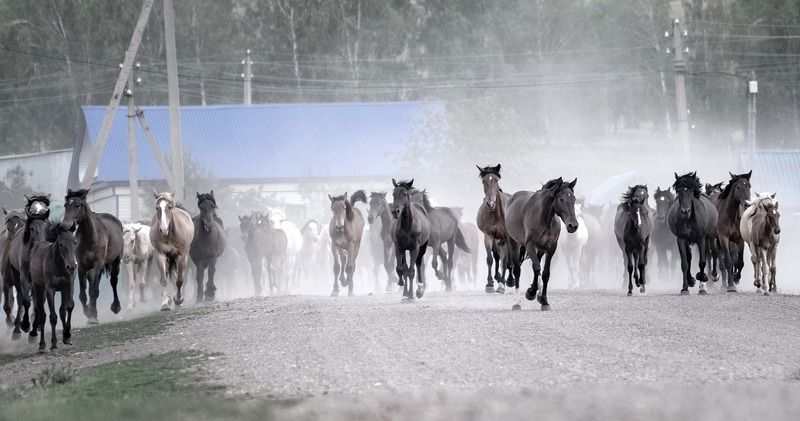 башкирия, село, дорога, выпас, животные , лошади На выпас фото превью