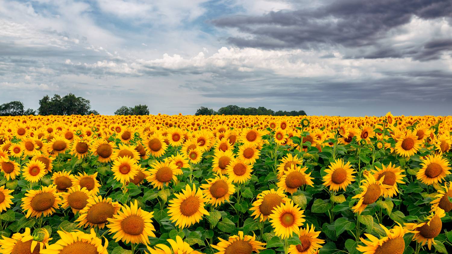 , Андрей Худзиев