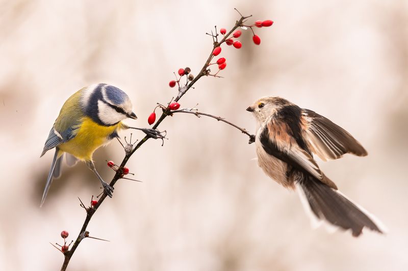 That twig is mine. фото превью