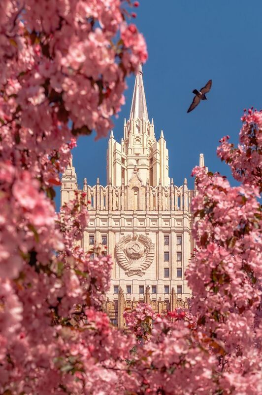 мид, яблони, цветение яблонь, весна, москва МИД фото превью