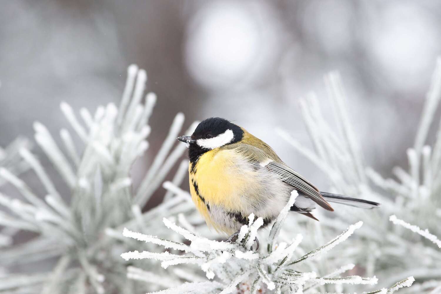 bird, birds, volgograd, russia, wildlife, , Павел Сторчилов