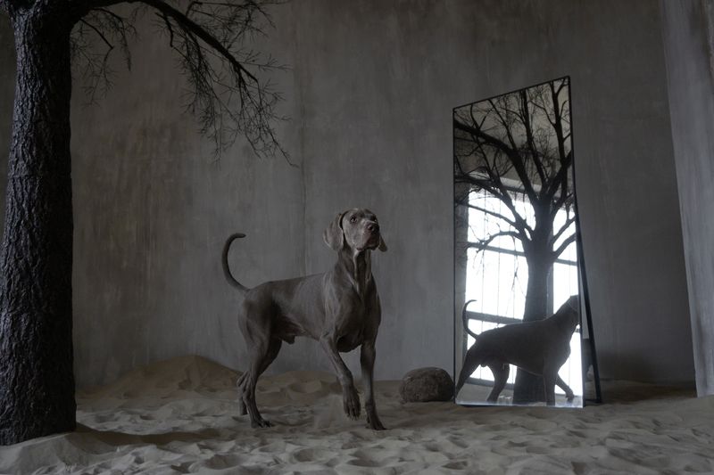 Ansgar Moon Ghost Flying To Win фото превью