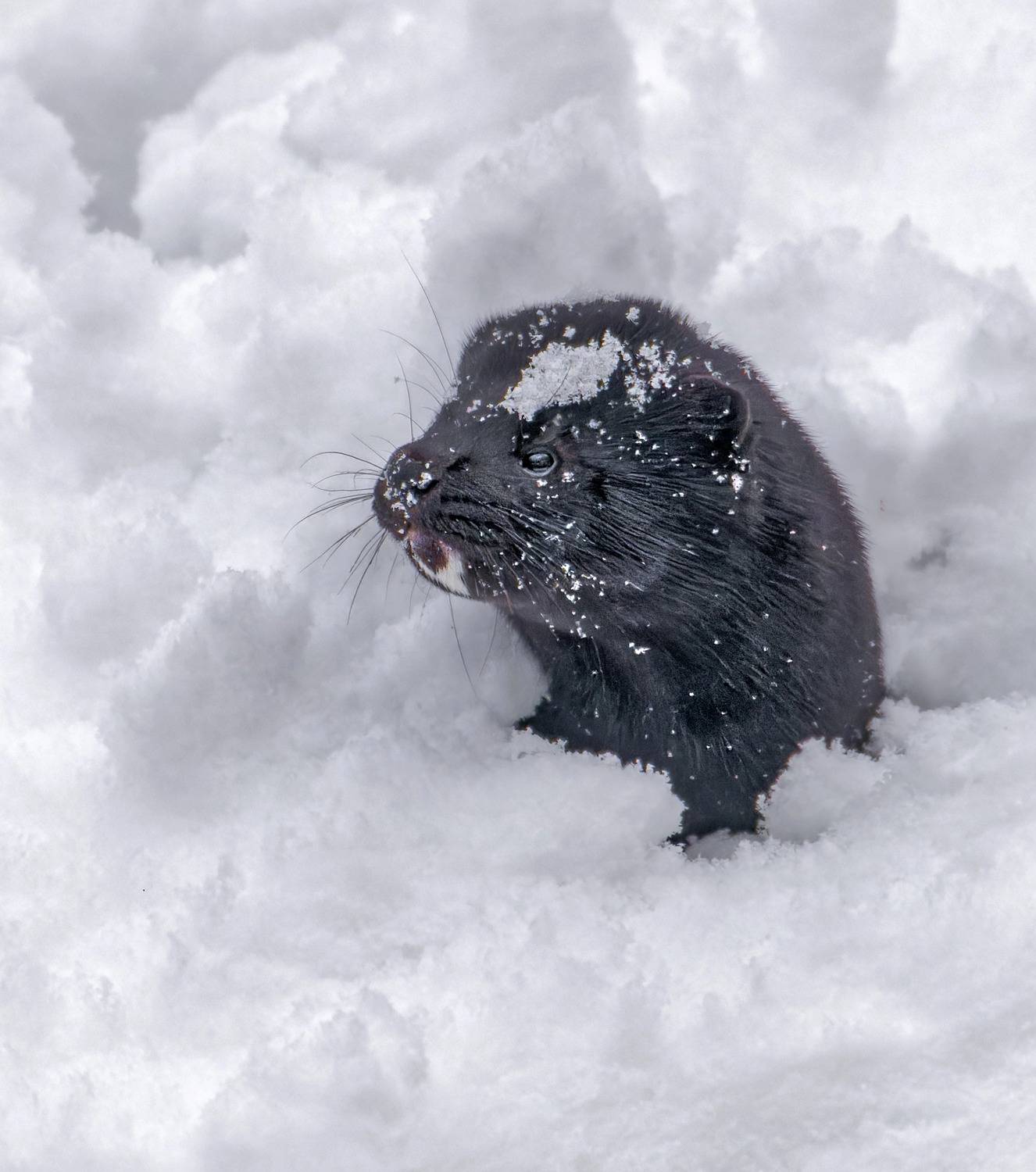 , Фото Александр