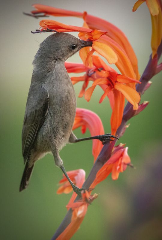 Hектарница фото превью