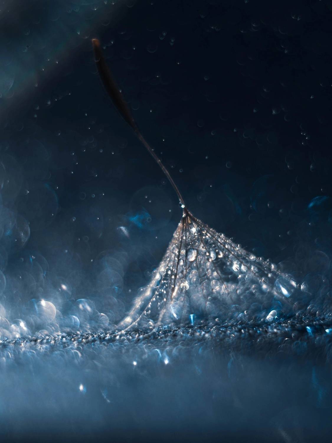 , Лапшина Владлена