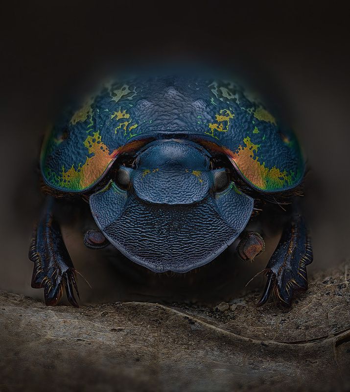 coleoptera, scarabaeidae, phanaeus meleagris minos, навозник Утилизатор фото превью