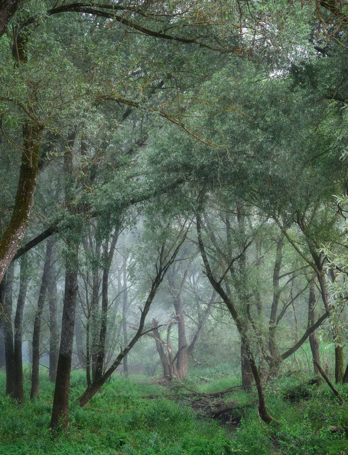 , Алексей Турчин