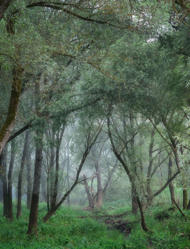 Кривые в тумане фото превью