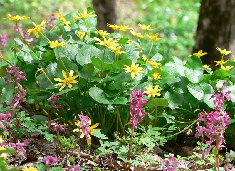 А за окошком месяц март... фото превью