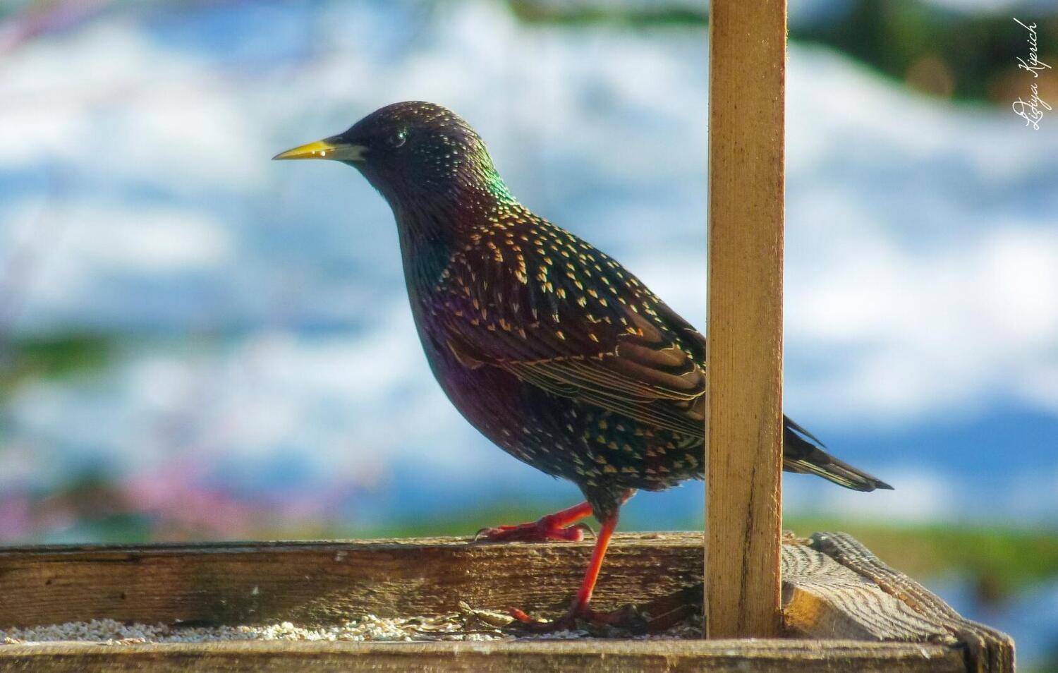 птицы, Лидия Киприч