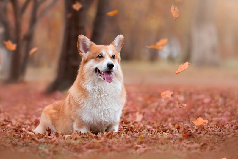 Осенний коржик фото превью