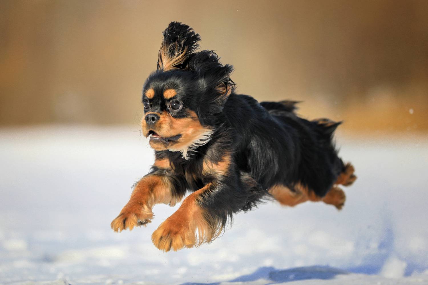 , Андрей Ершов