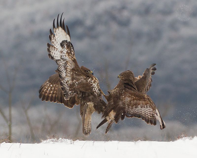 Канюк - Lens and Feathers фото превью