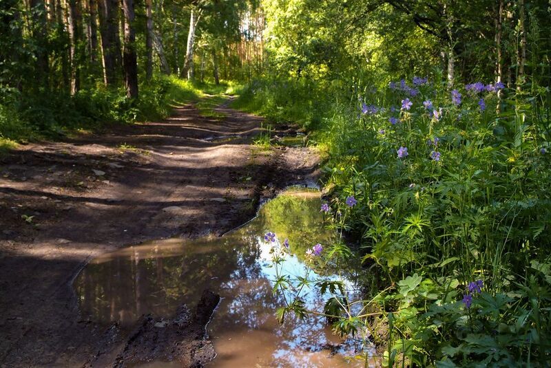 лесной дорогой фото превью