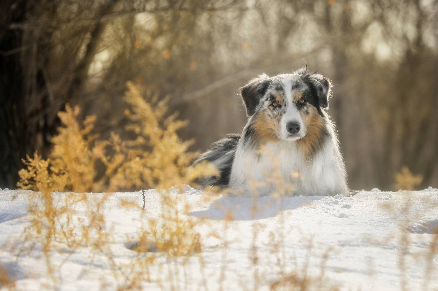 , Андрей Ершов