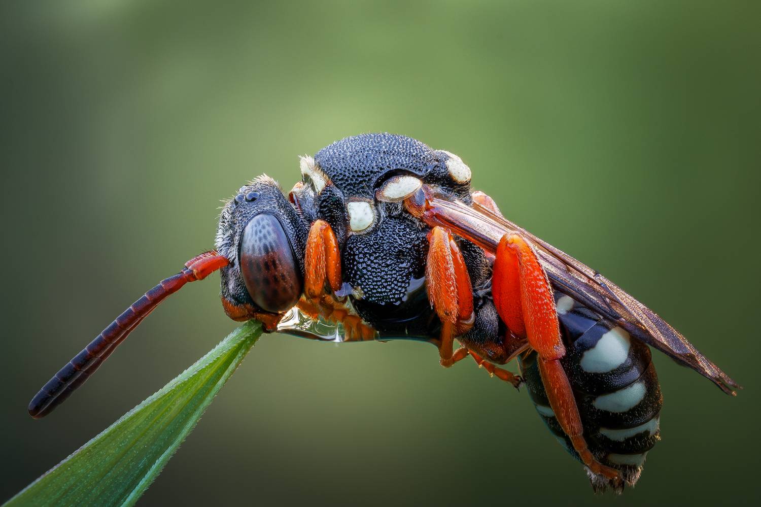 , Кузнецов Дмитрий