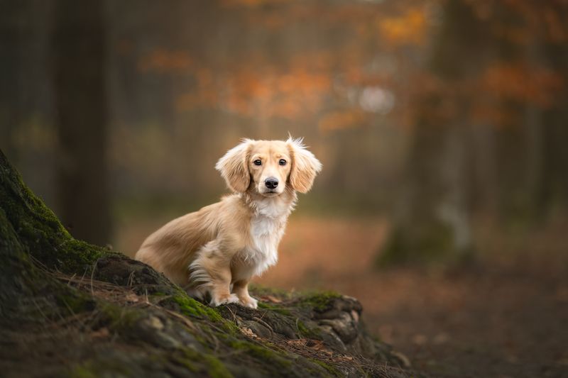 pet portrait dachshund dog Gigi фото превью