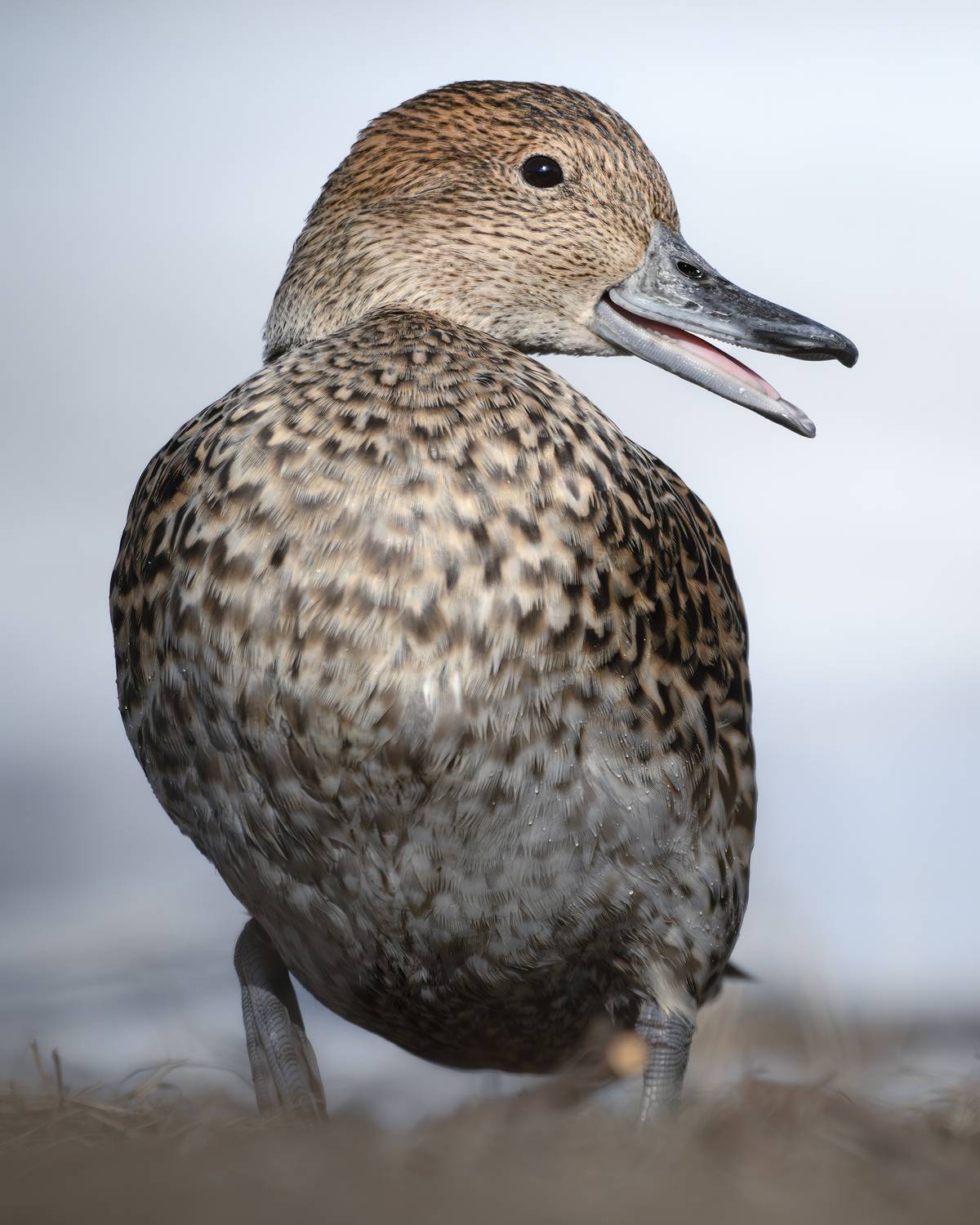 , Поляков Михаил