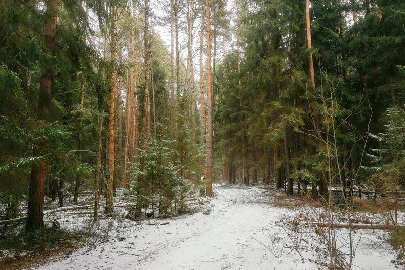 В зимнем лесу фото превью