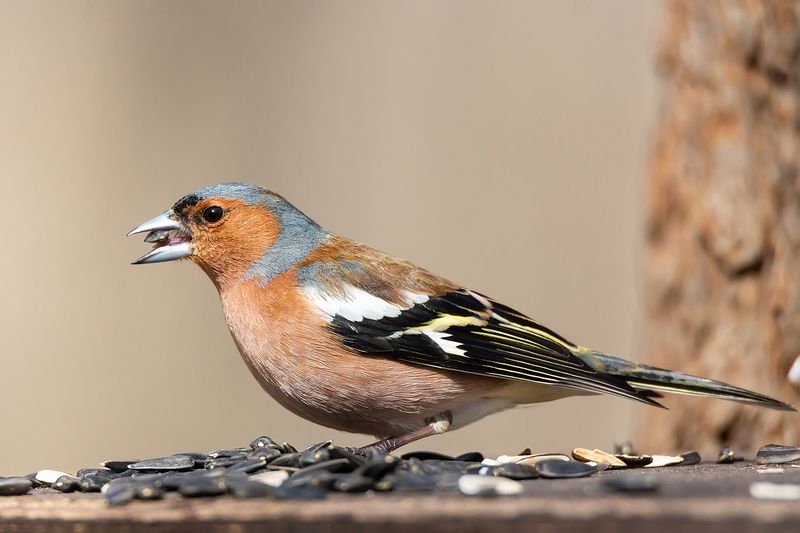 Зяблик фото превью