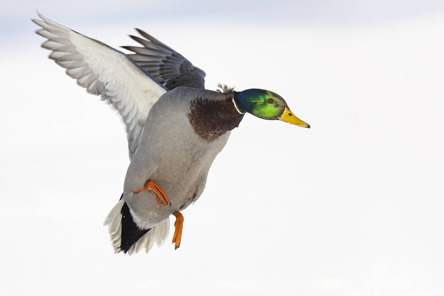 кряква, Руслан Pl