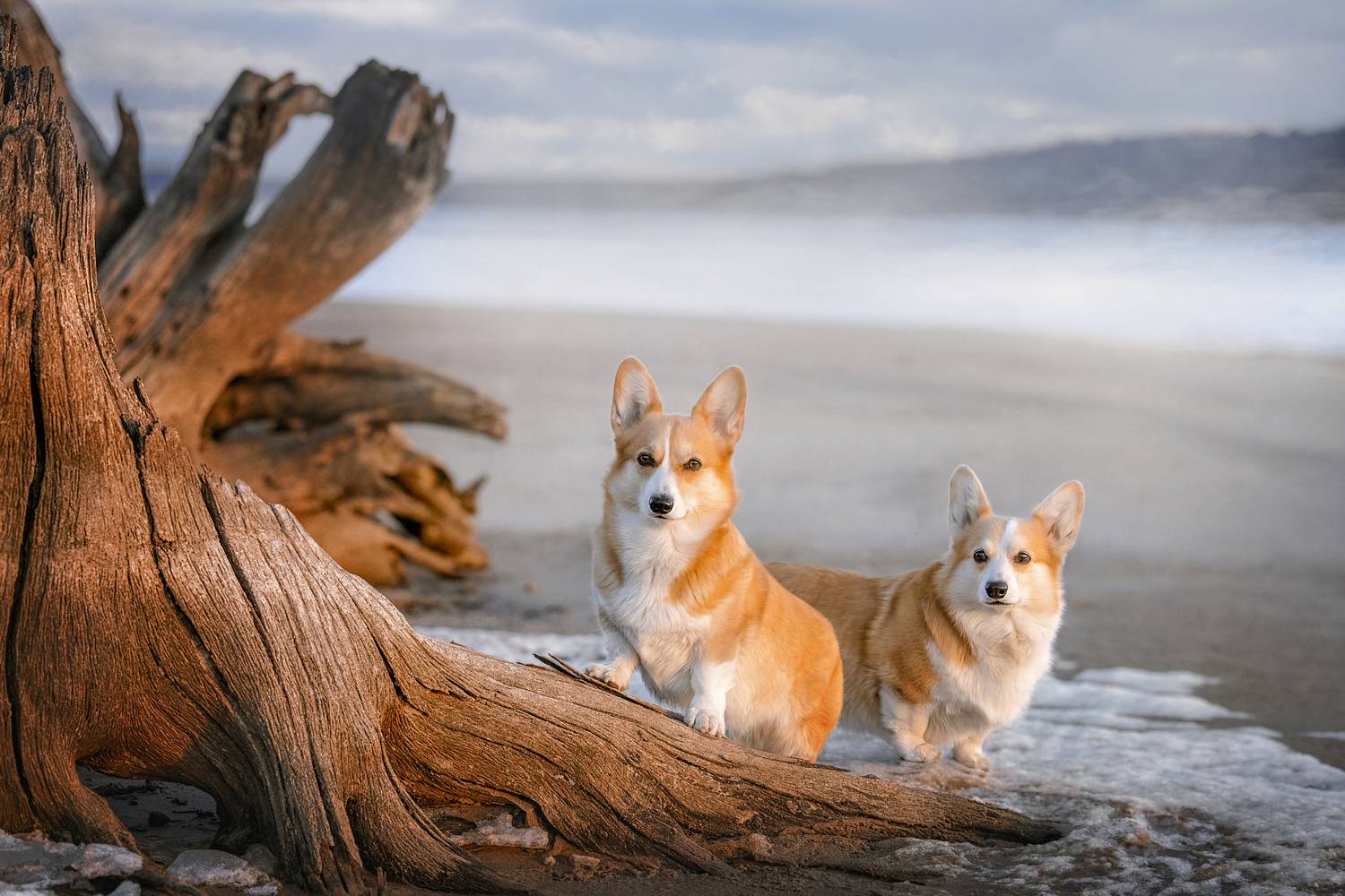 , Татьяна Тихомирова