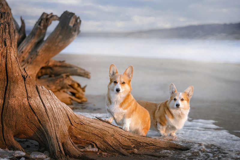 фото превью