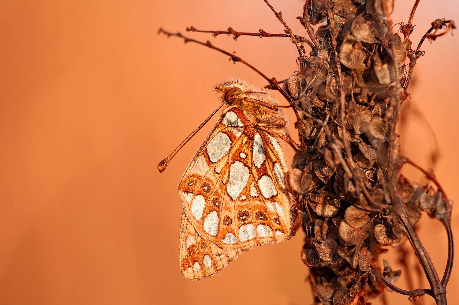 , Олег Тыркин