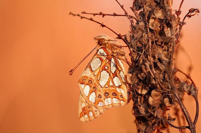 В осенних тонах фото превью