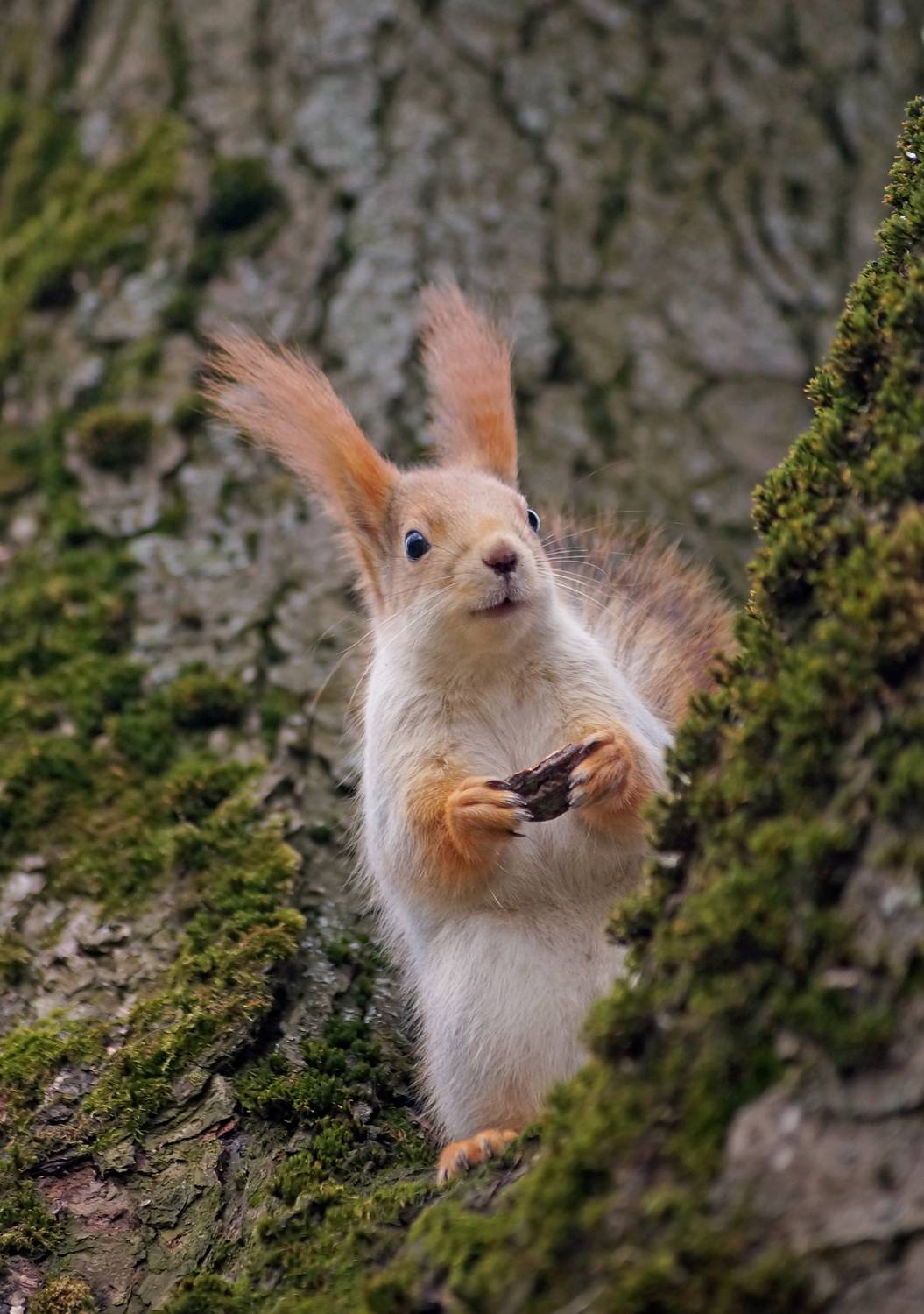 , Чепленко Алексей