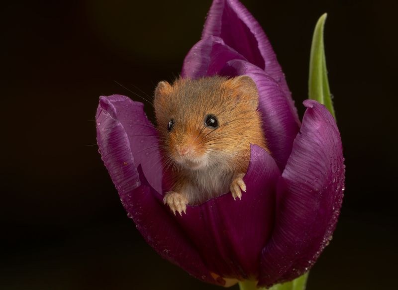 harvest mouse, mouse, rodent, animals, nature, wildlife, canon Harvest Mouse фото превью